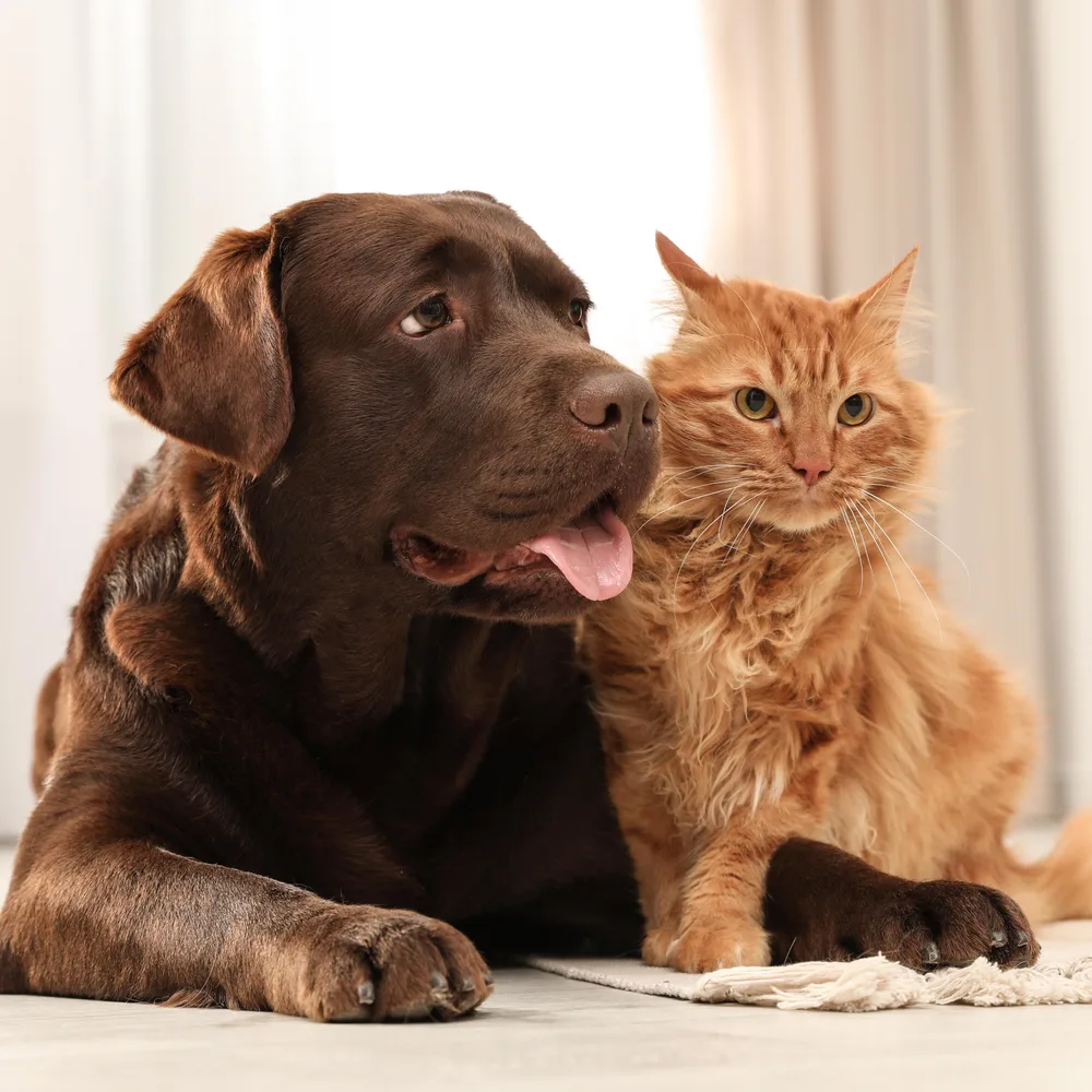 Forbes ChatGPT ad — Affordable Pet Plan Today