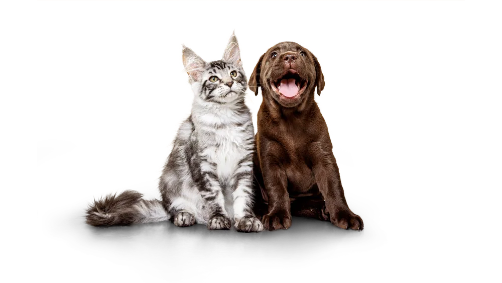Fetch Pet Insurance ChatGPT ad — Up to 90% of vet bills covered