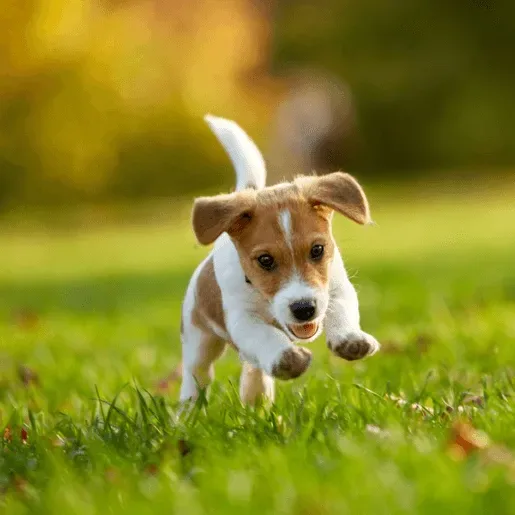 BestMoney ChatGPT ad — Best Pet Insurance for Puppies 2026