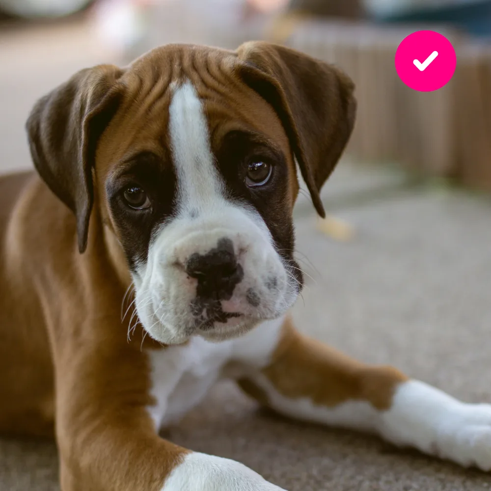Lemonade ChatGPT ad — Best Dog Insurance