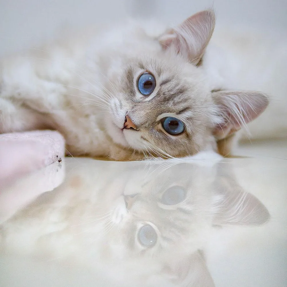 BestMoney ChatGPT ad — Best Cat Insurance 2026