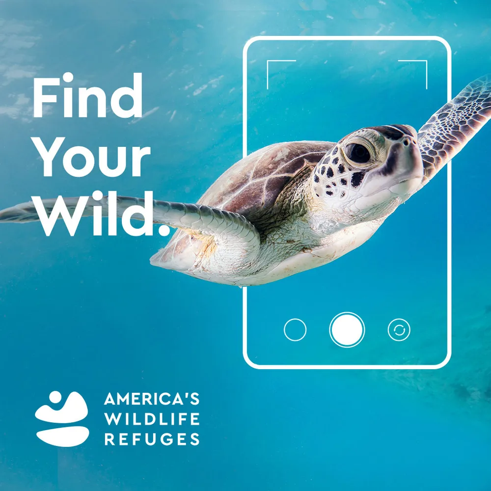 Bureau of Small Projects ChatGPT ad — Mission Driven Branding for Non-Profits
